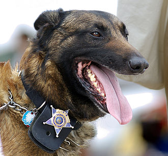 Canine use in Law Enforcement