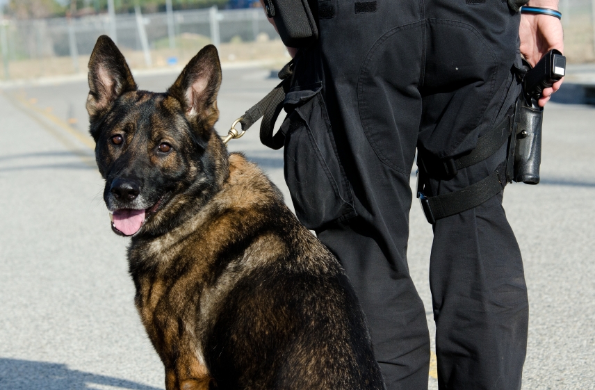 A Short History of Police Dog Training