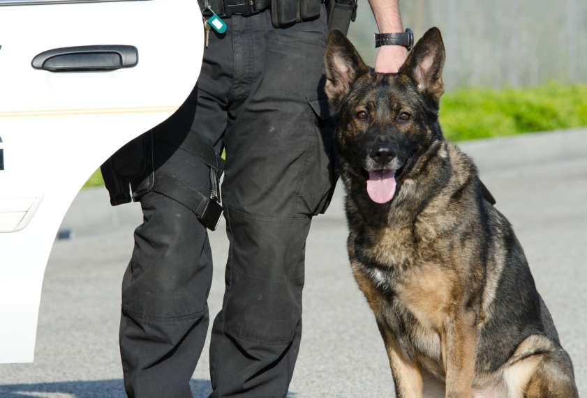 Training Working Dogs - Police Dogs and Assistance Animals